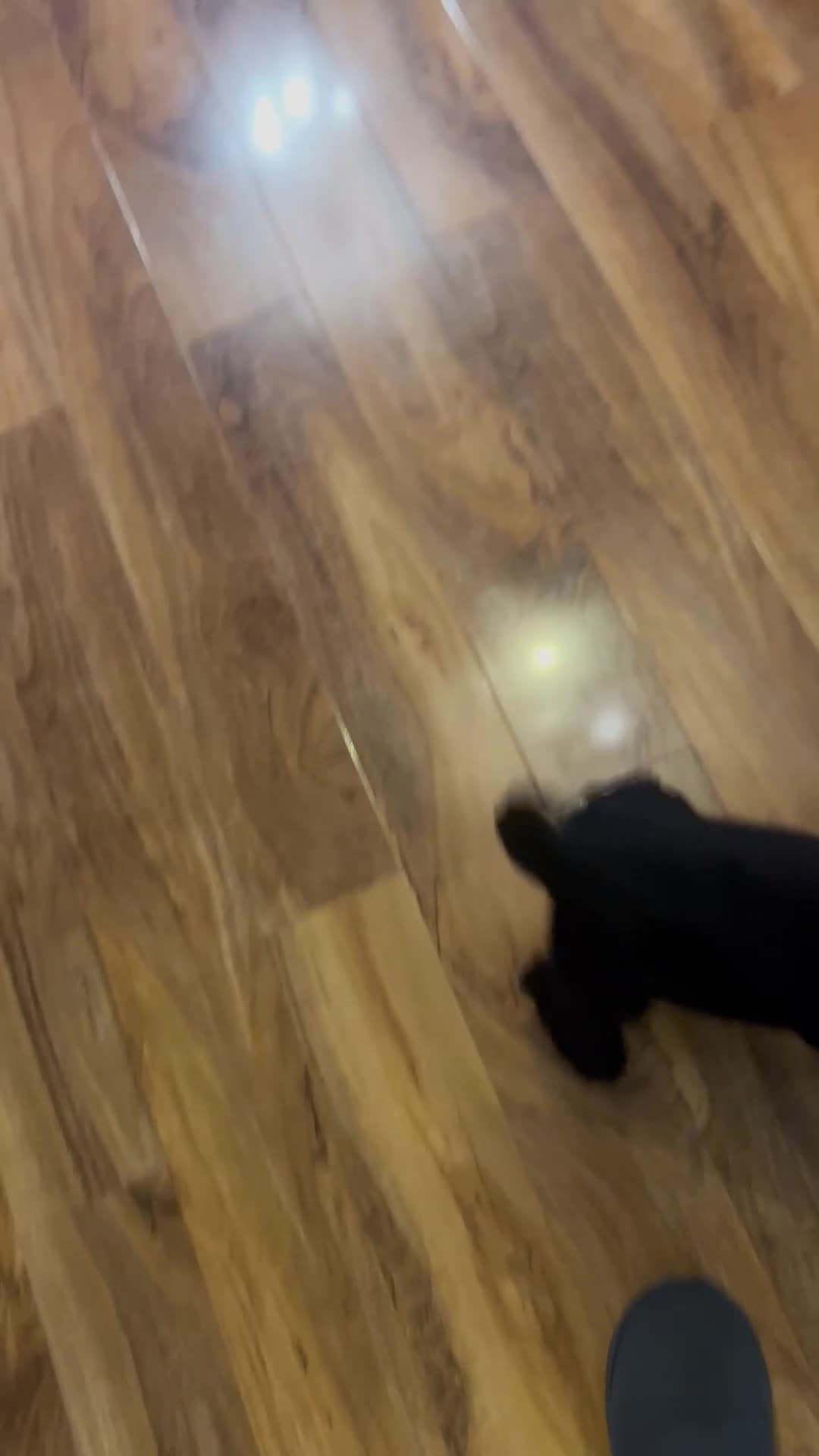 Cocker Spaniel dogs for sale: Lovely cocker spaniol 12 weeks old - Video 1