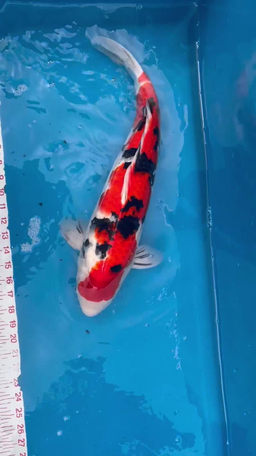 Koi Carp fish for sale: Quality Japanese Koi - Video 1