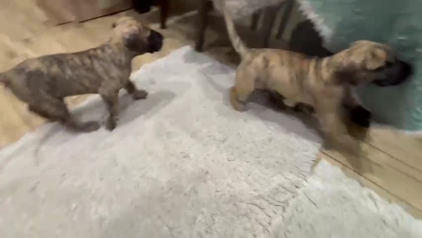 Great Dane dogs for sale: Stunning Brindle Great Dane Puppies -ONLY ONE LEFT - Video 3