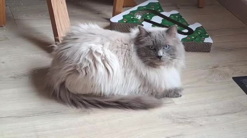 Ragdoll cats for sale: GCCF Ragdoll kittens available 28th June.  - Video 1