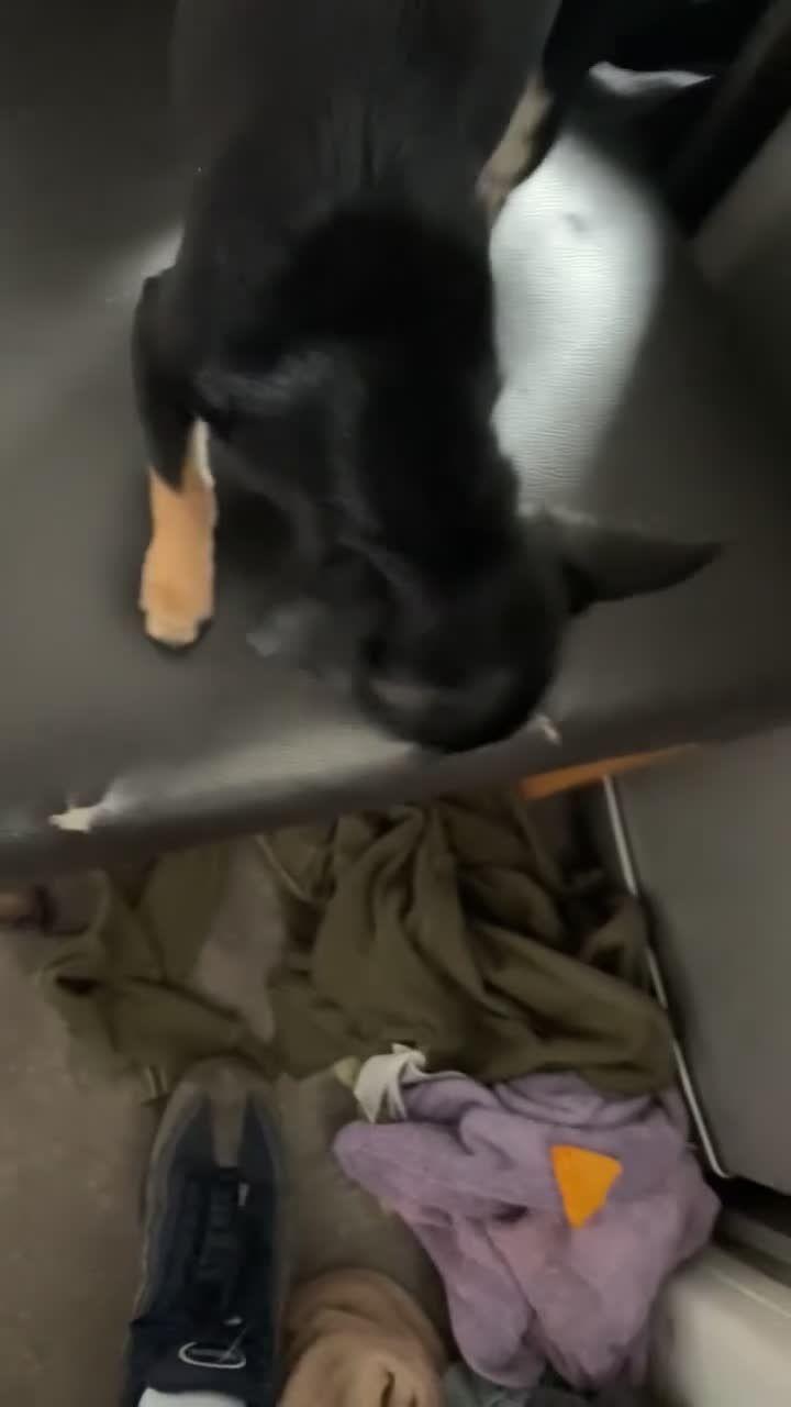 Chihuahua dogs for sale: Pearl head Chihuahua in Liskeard - Video 1