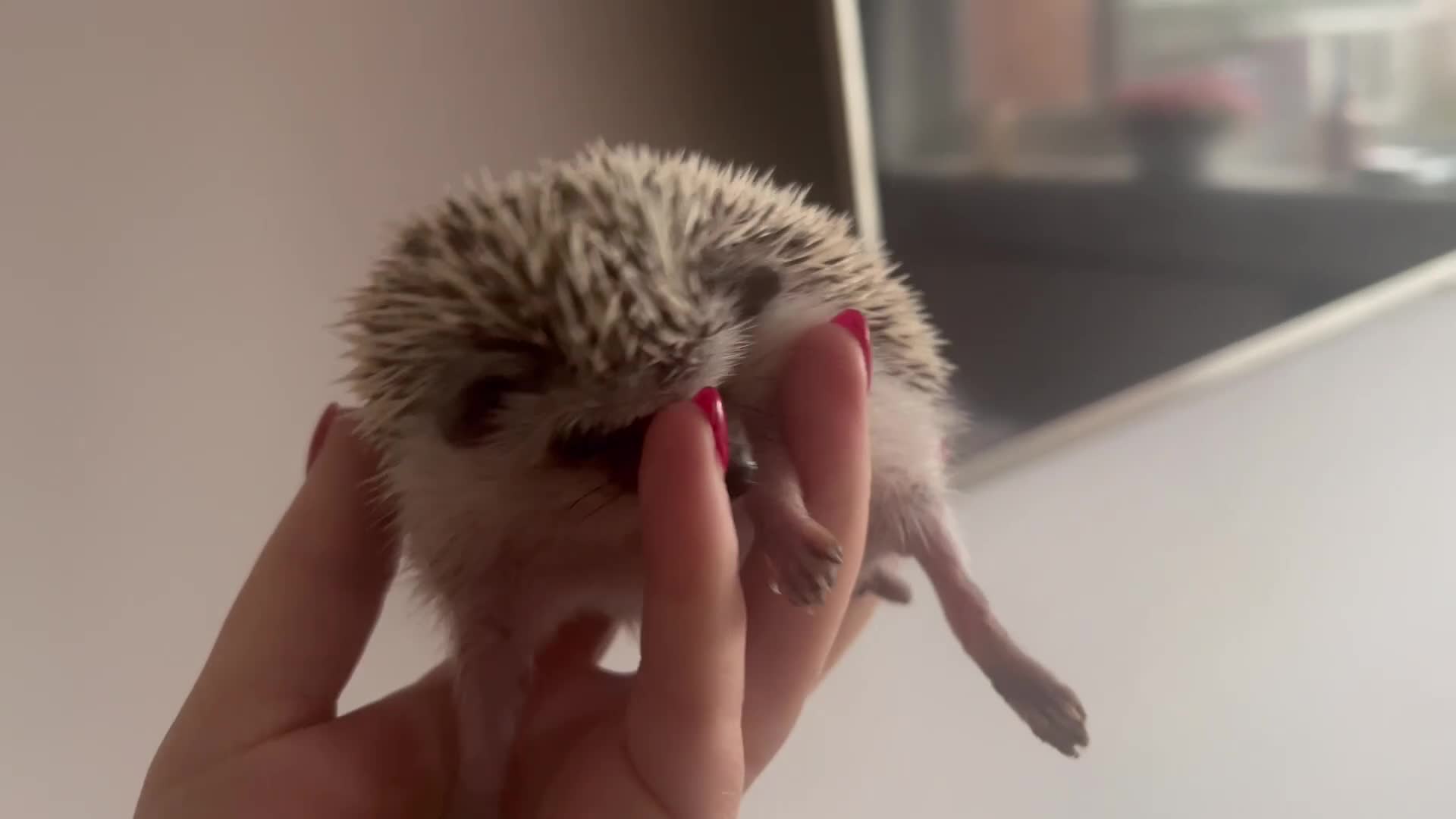 Pygmy Hedgehog rodents for sale: African Pygmy hedgehog hoglets  - Video 1