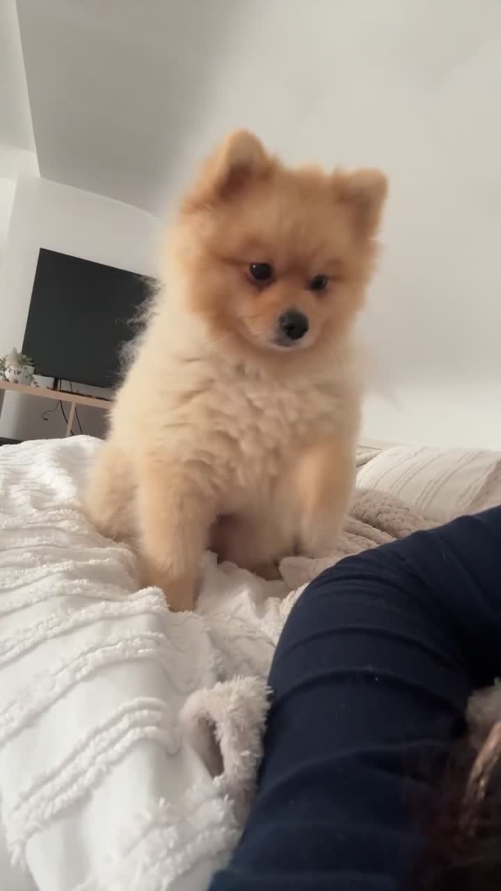 Pomeranian dogs for sale: Milo the Pom (please read description) - Video 4