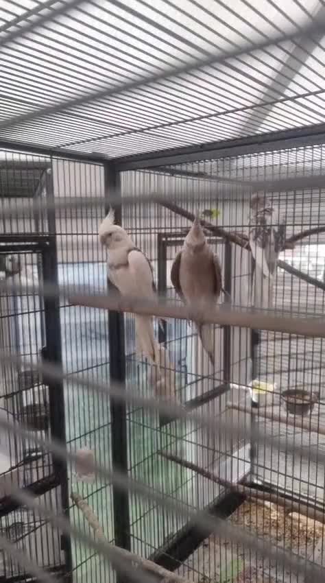 Cockatiels birds for sale: Grey Cocoatail  in Cardiff - Video 2