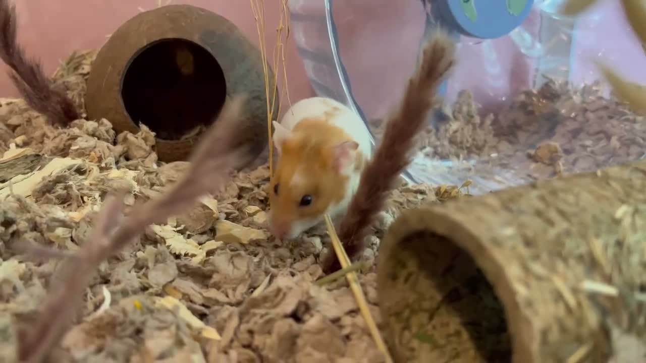 Hamster rodents for sale: Peach no setup included  - Video 1