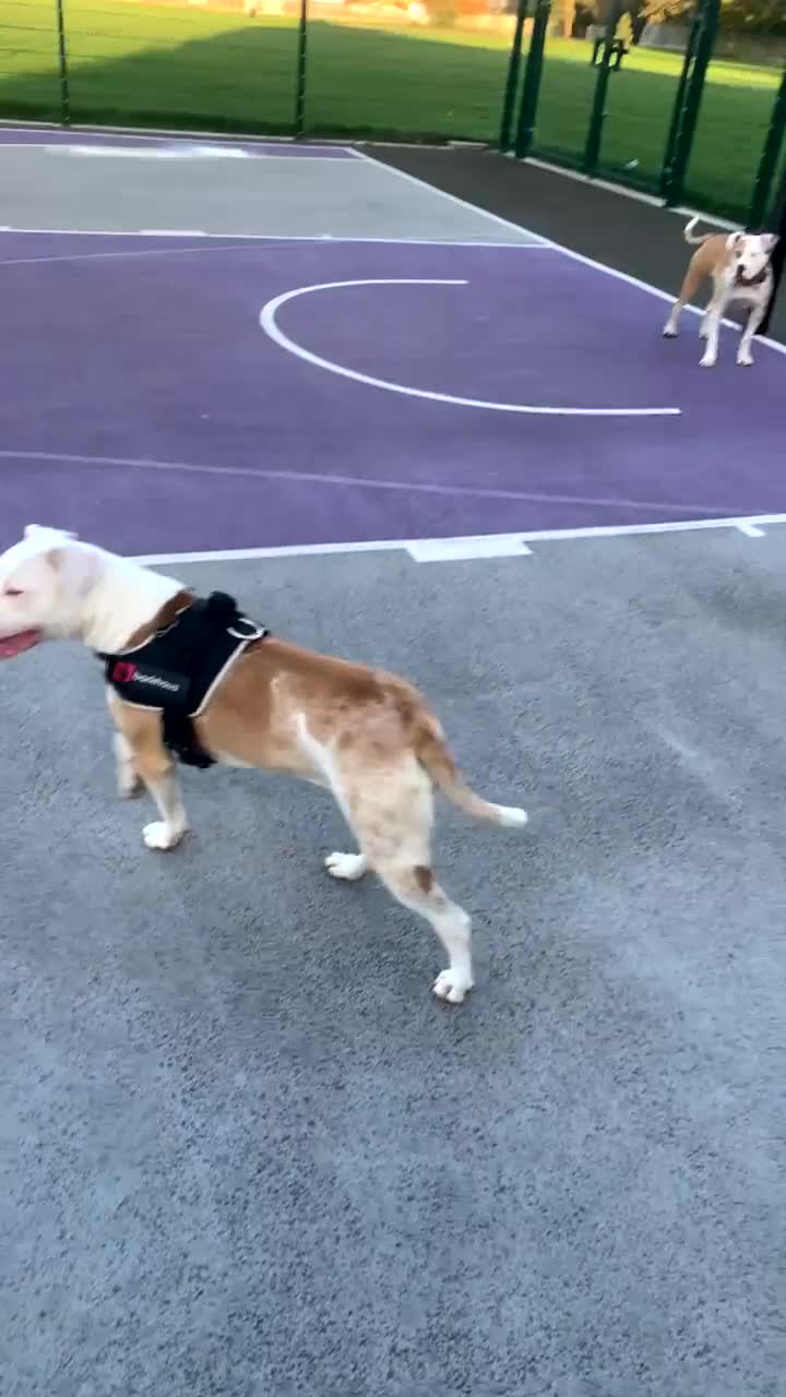 American Bulldog dogs for sale: female american bulldog  - Video 2