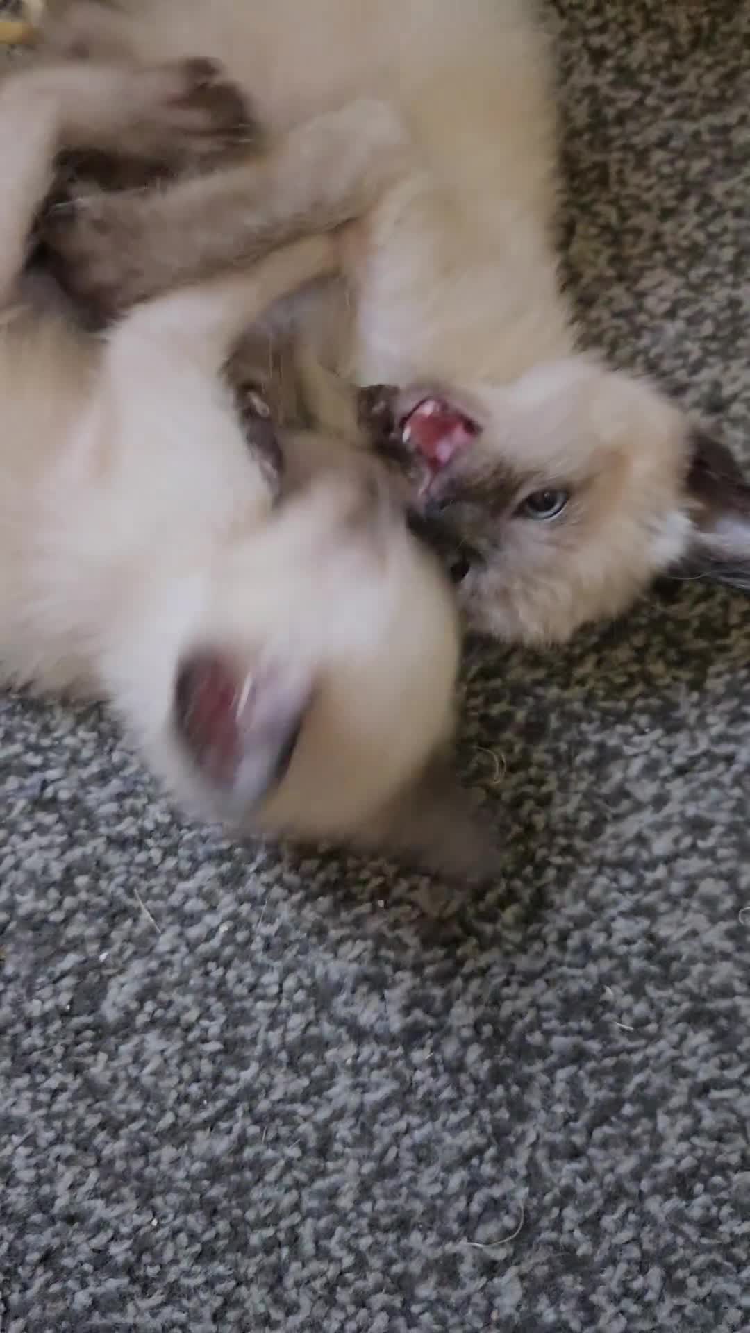 Mixed Breed cats for sale: REDUCED black and white boy and girl  - Video 1