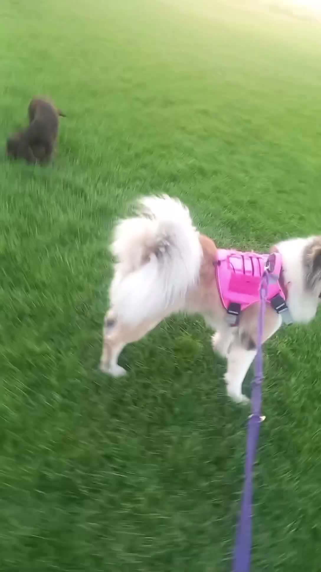 Akita dogs for sale: Female akita  in Exeter - Video 1