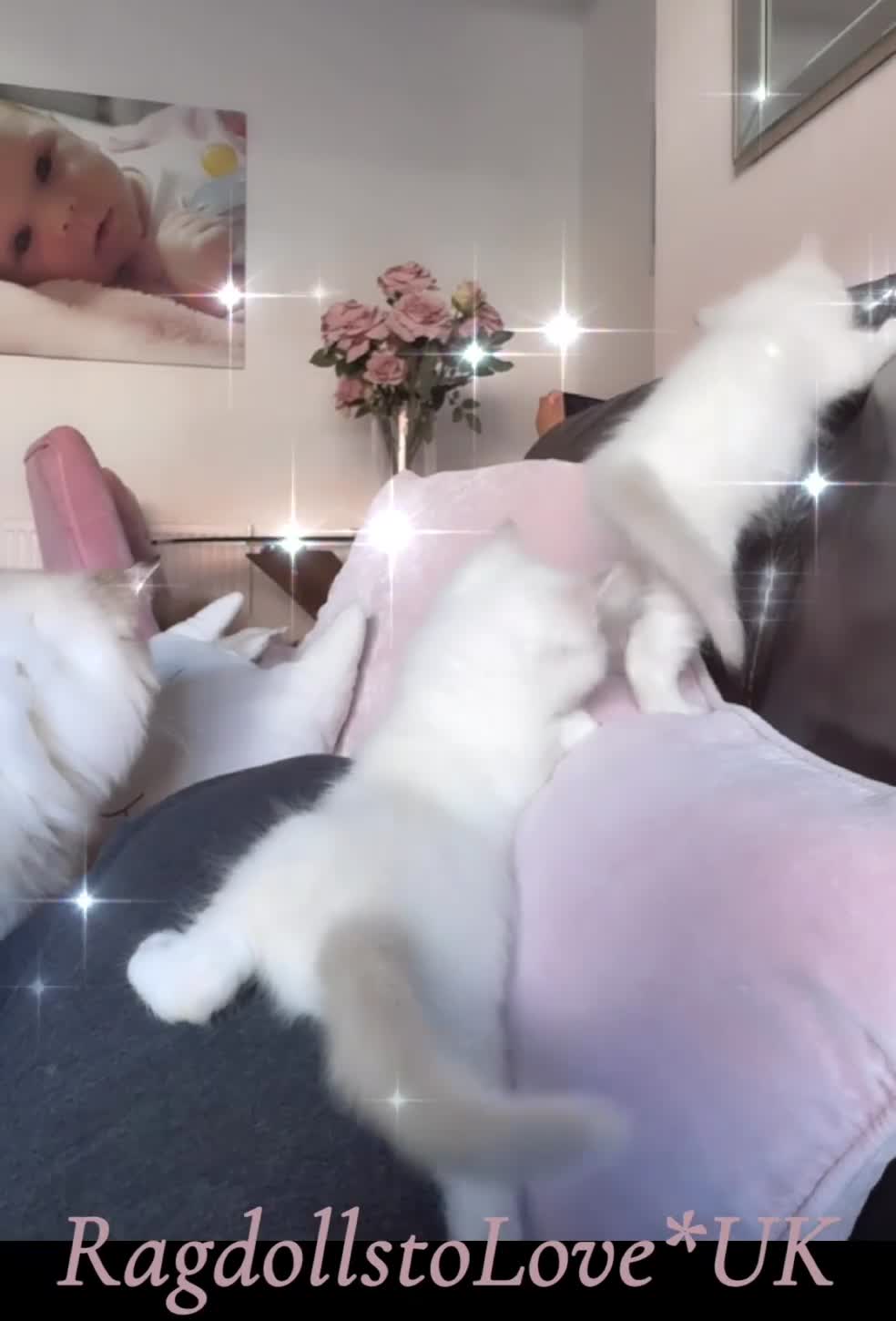 Ragdoll cats for sale: GCCF LILAC Ragdoll kittens  - Video 1