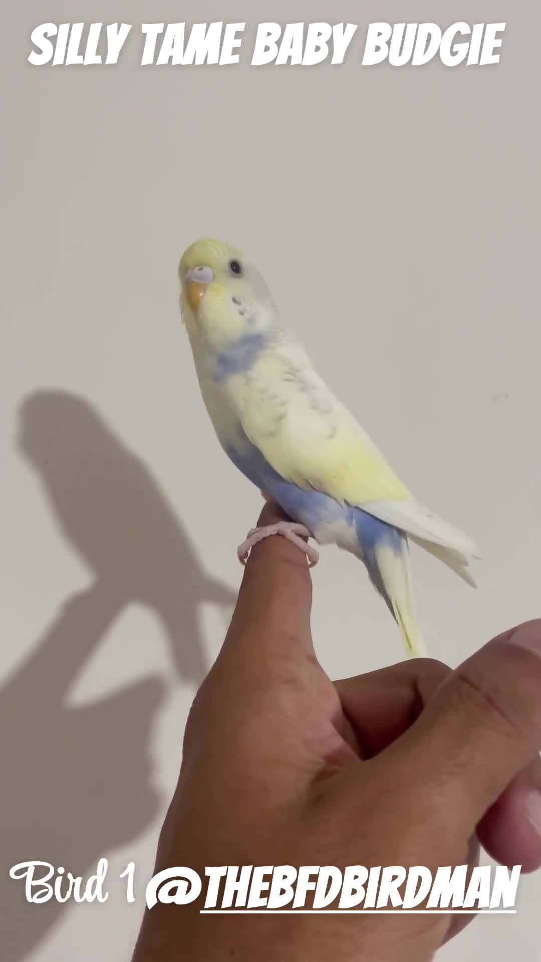Budgerigars birds for sale: 100% SILLY TAME BABY BUDGIES - Video 5