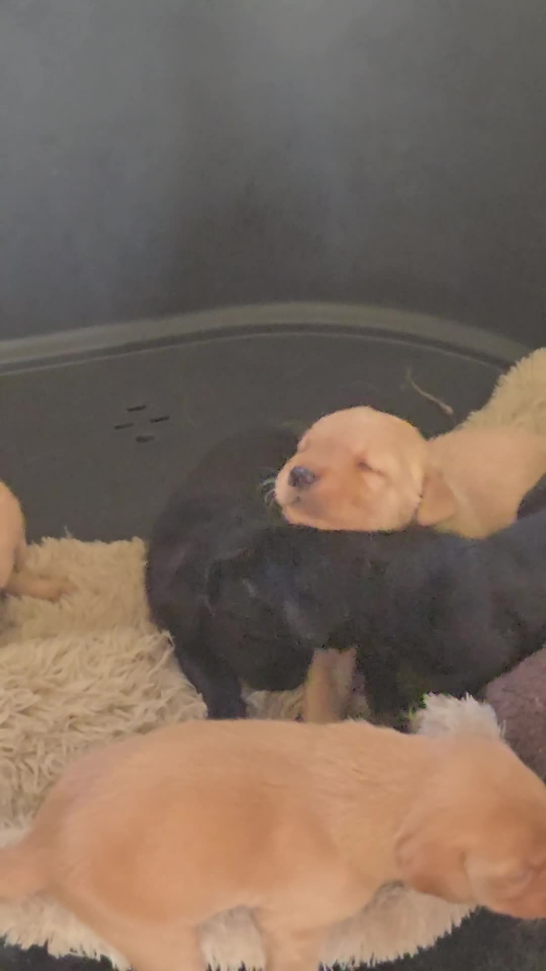 Labrador Retriever dogs for sale: Stunning litter of Fox Red and Black Labradors - Video 1