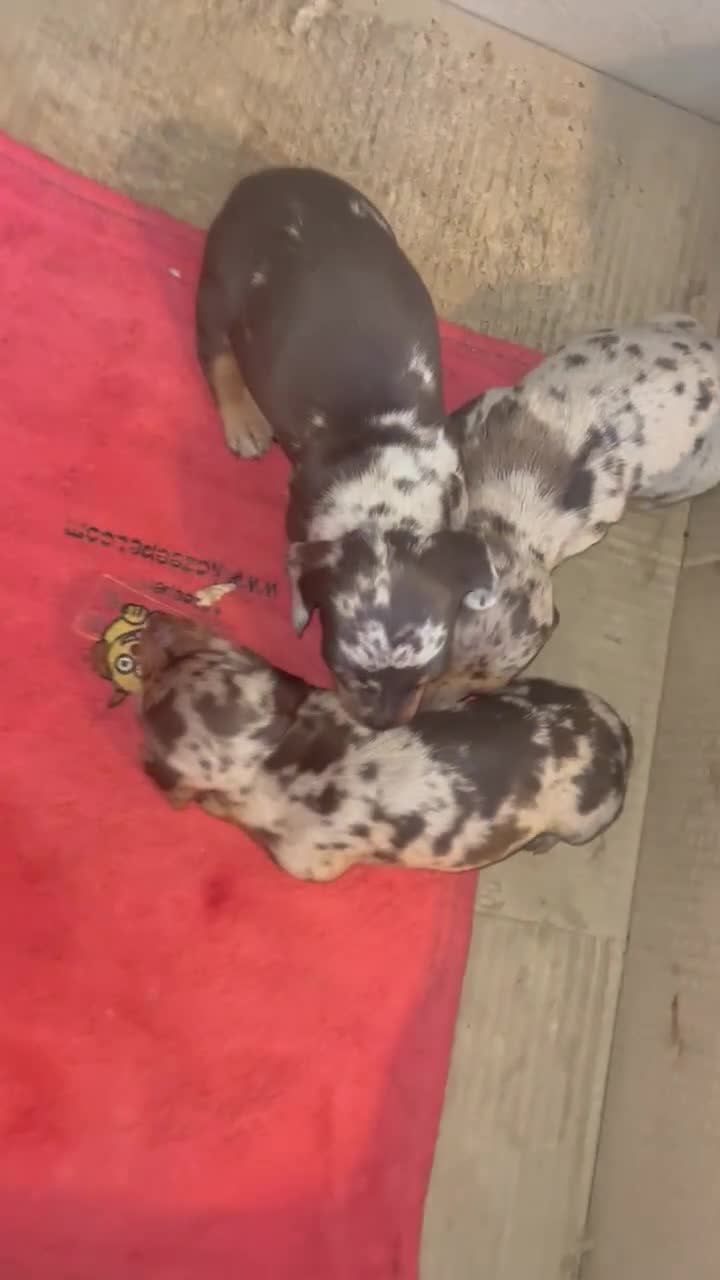 Miniature Dachshund dogs for sale:  Miniature Daschunds . Ready 23rd/24th December  - Video 1