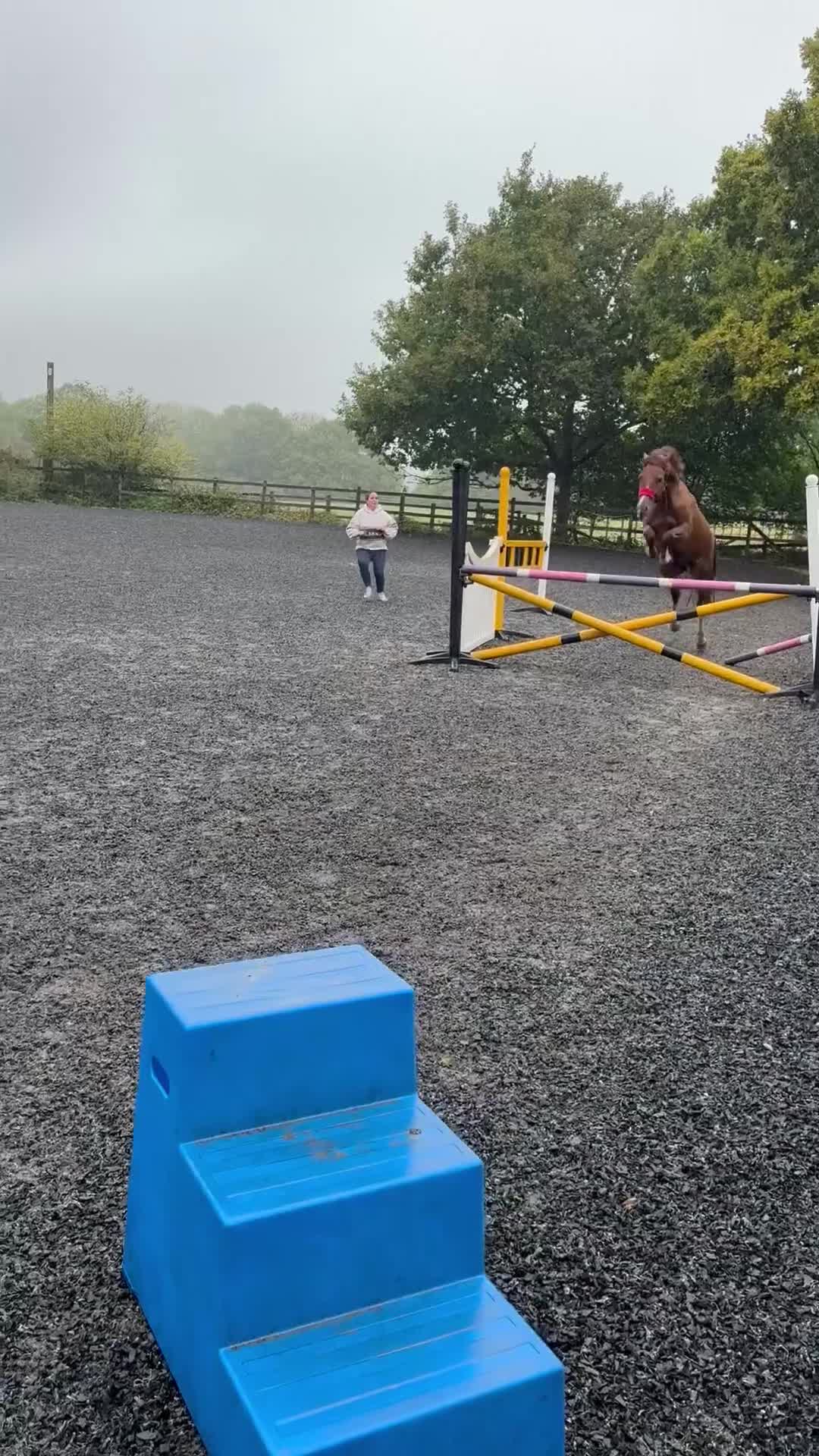 Welsh Section D horses for sale: Stunning chestnut mare  - Video 3