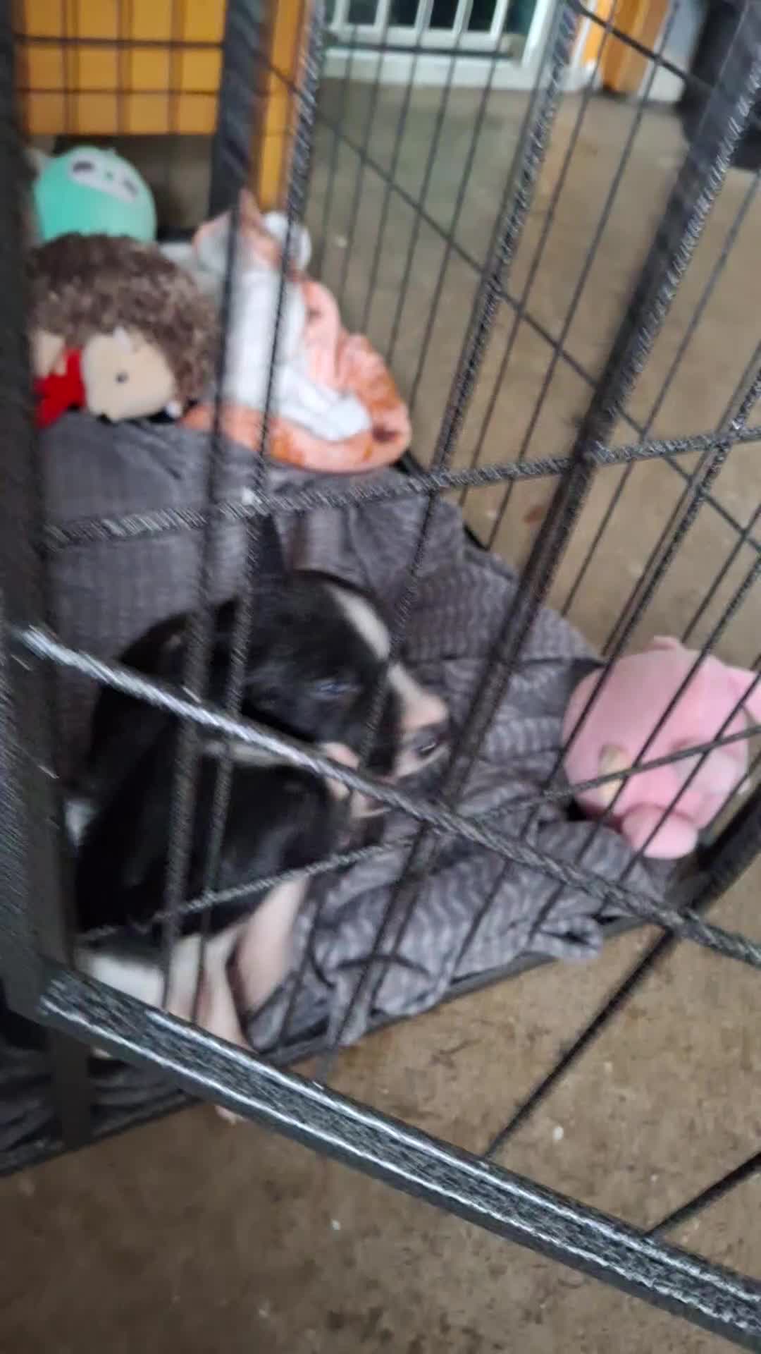 Border Collie dogs for sale: Border collie pups - Video 1