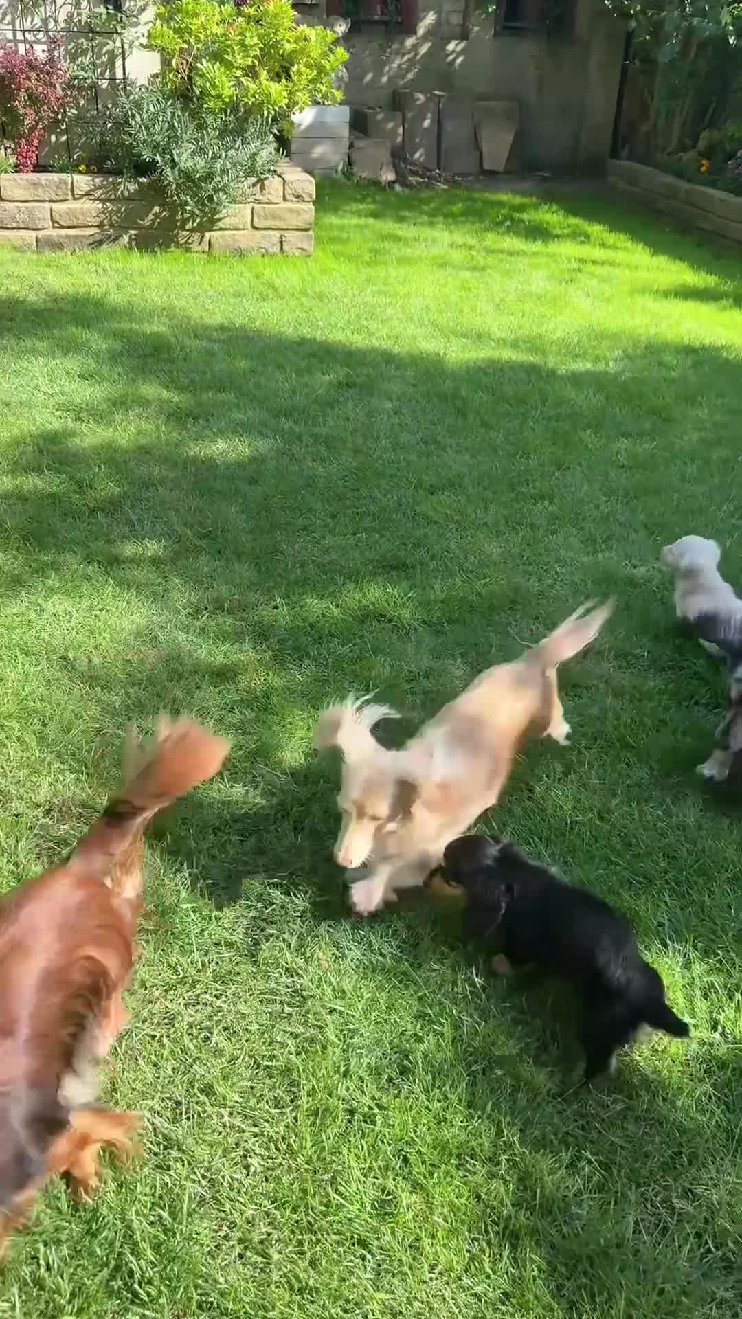 Miniature Dachshund dogs for sale: 🤍 Beautiful Cream Longhaired Boy 🤍 - Video 2