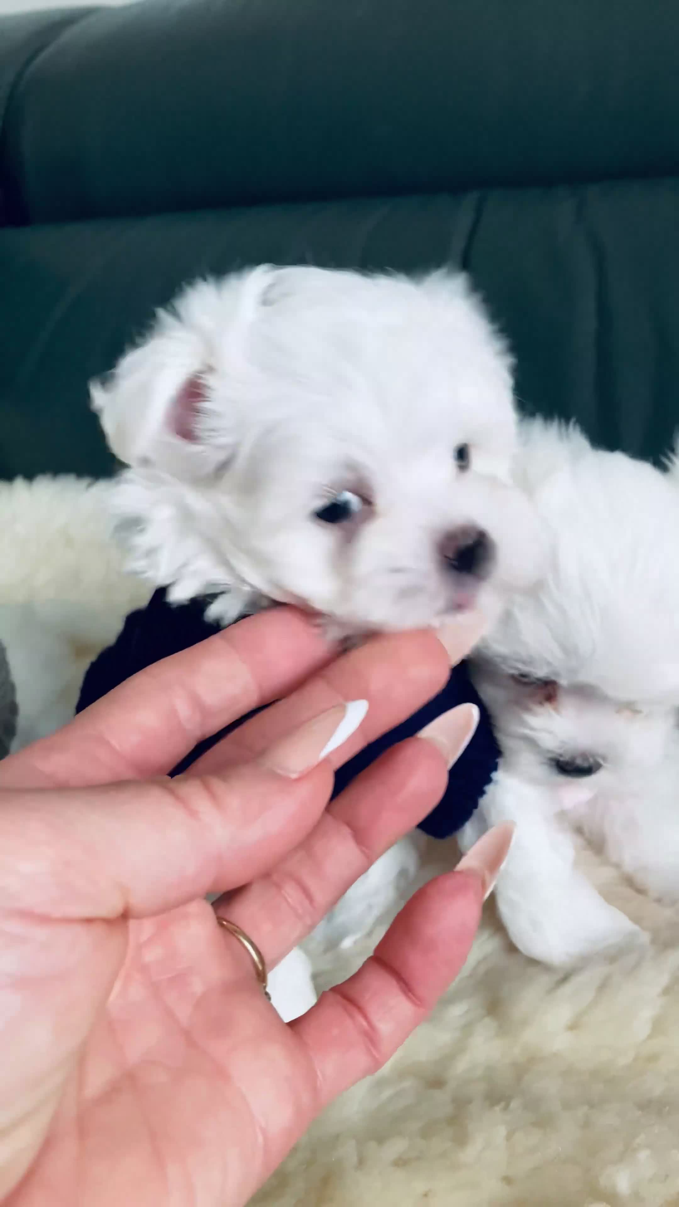 Maltese dogs for sale: ✨Outstanding kc registered Korean Maltese puppies✨ - Video 1
