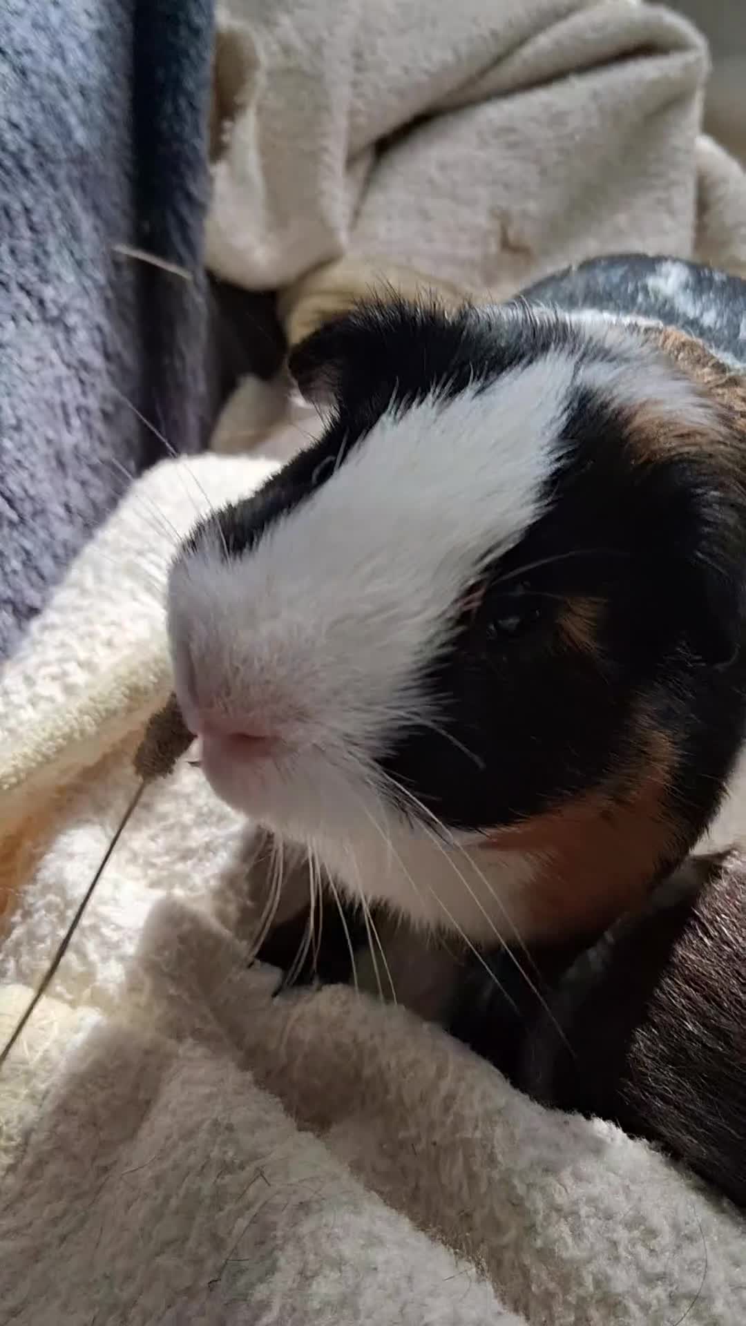 Guinea Pig rodents for sale: 🐹 Two adorable guinea pigs  in Slough - Video 3