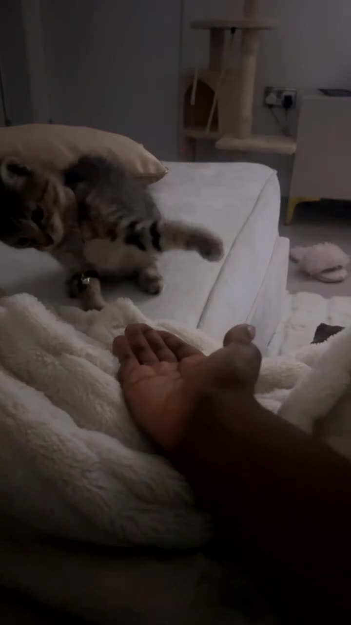 Mixed Breed cats for sale: Two kittens 🐱 ready to go in Preston - Video 1