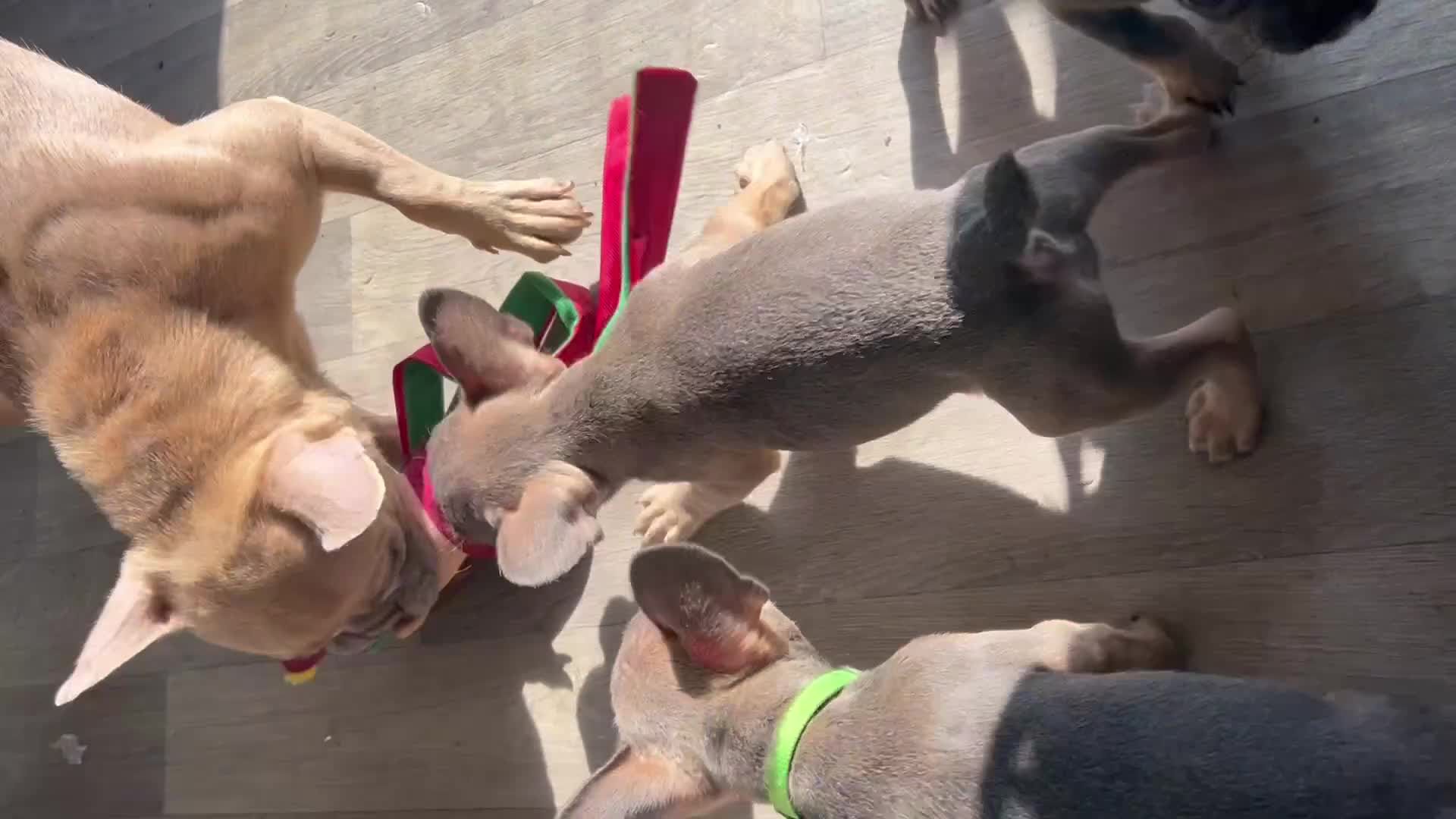 French Bulldog dogs for sale: Kc registered French bulldog bluetan/silverfawn - Video 2