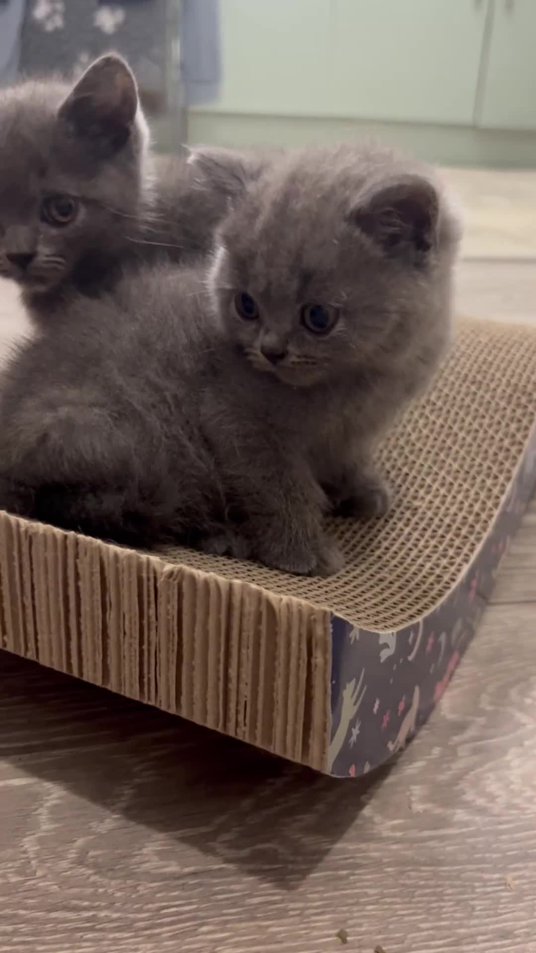 British Shorthair cats for sale: GCCF active mum and daughter blue BSH - Video 2