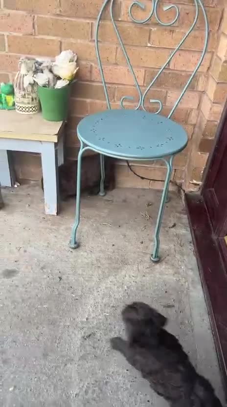 Cockapoo dogs for sale: Stunning Cockapoo female puppy for sale - Video 1