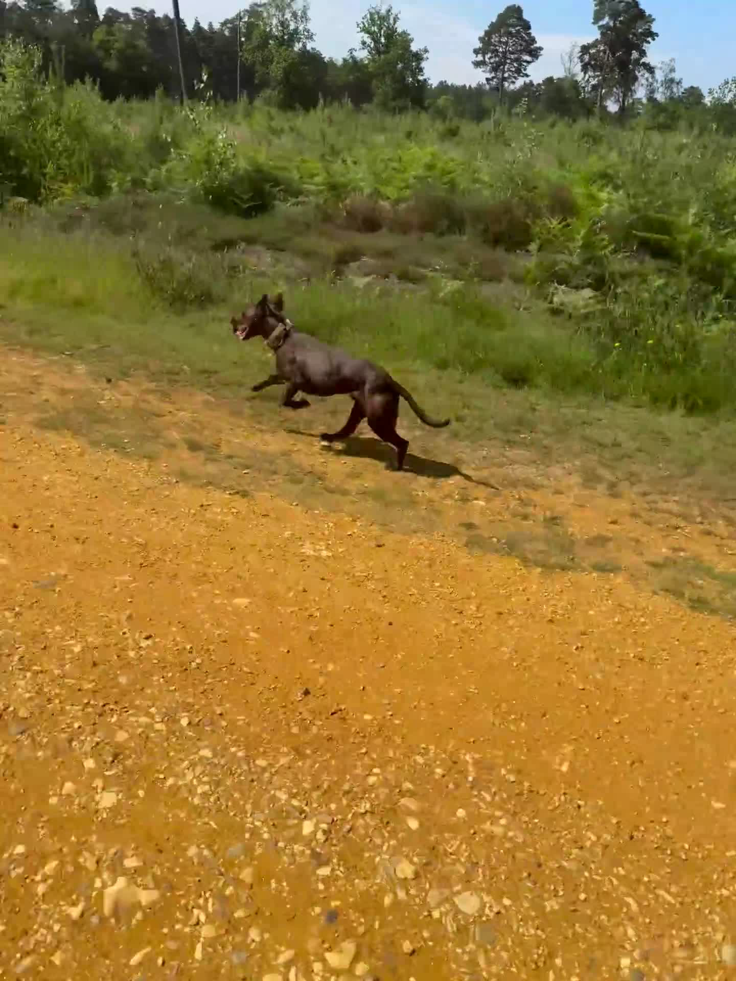 Mixed Breed dogs for sale: Patterdale x lurcher in Bracknell - Video 1