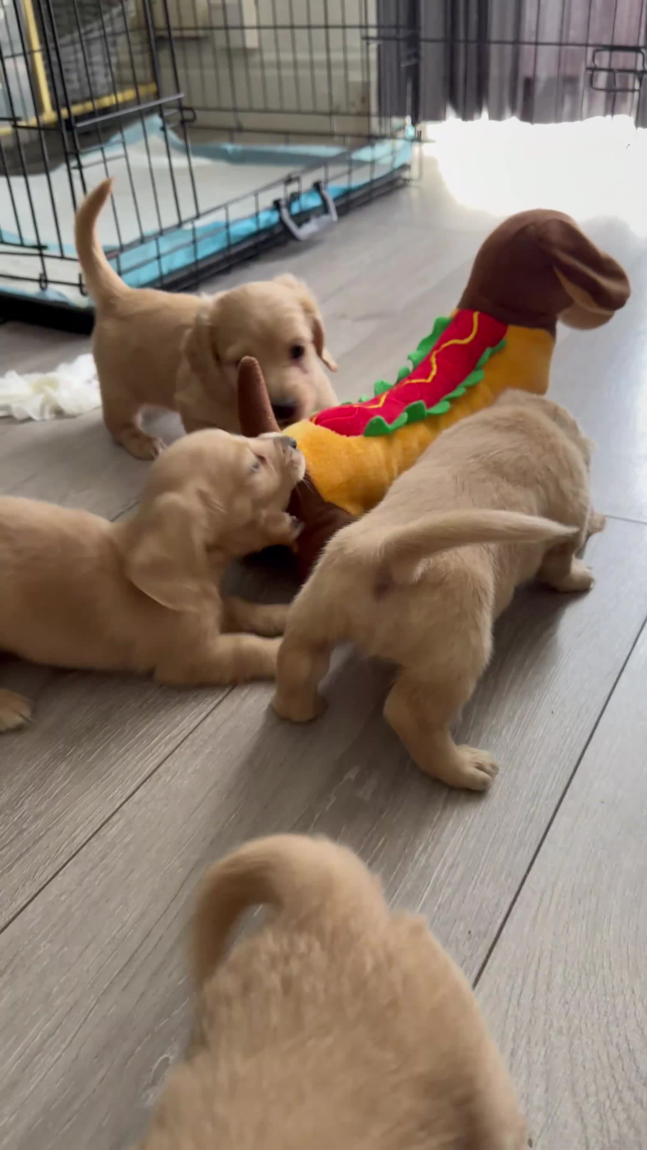 Miniature Dachshund dogs for sale: Cream long haired mini dachshund puppies - Video 1