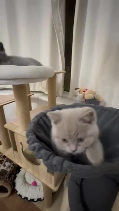 British Shorthair cats for sale: British ShortHair 🐈‍⬛ - Video 4