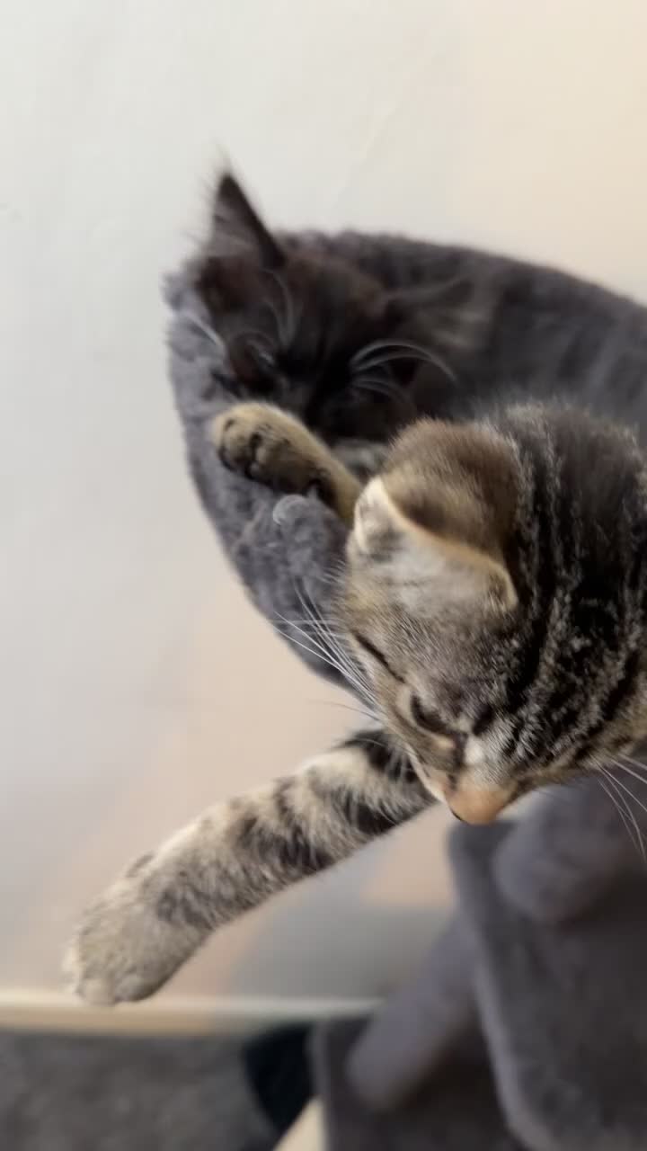 Mixed Breed cats for sale: Male and female must go together  - Video 1