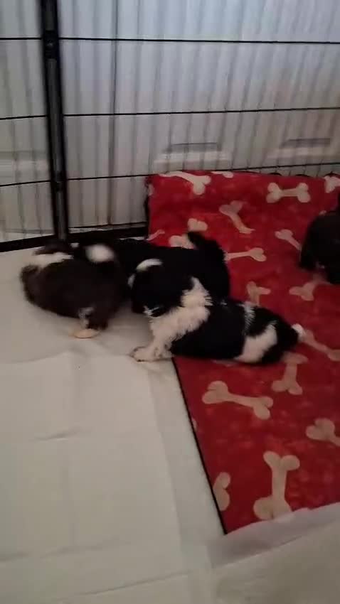 Shih Tzu dogs for sale: Beautiful male full shihzue puppies needing homes - Video 1