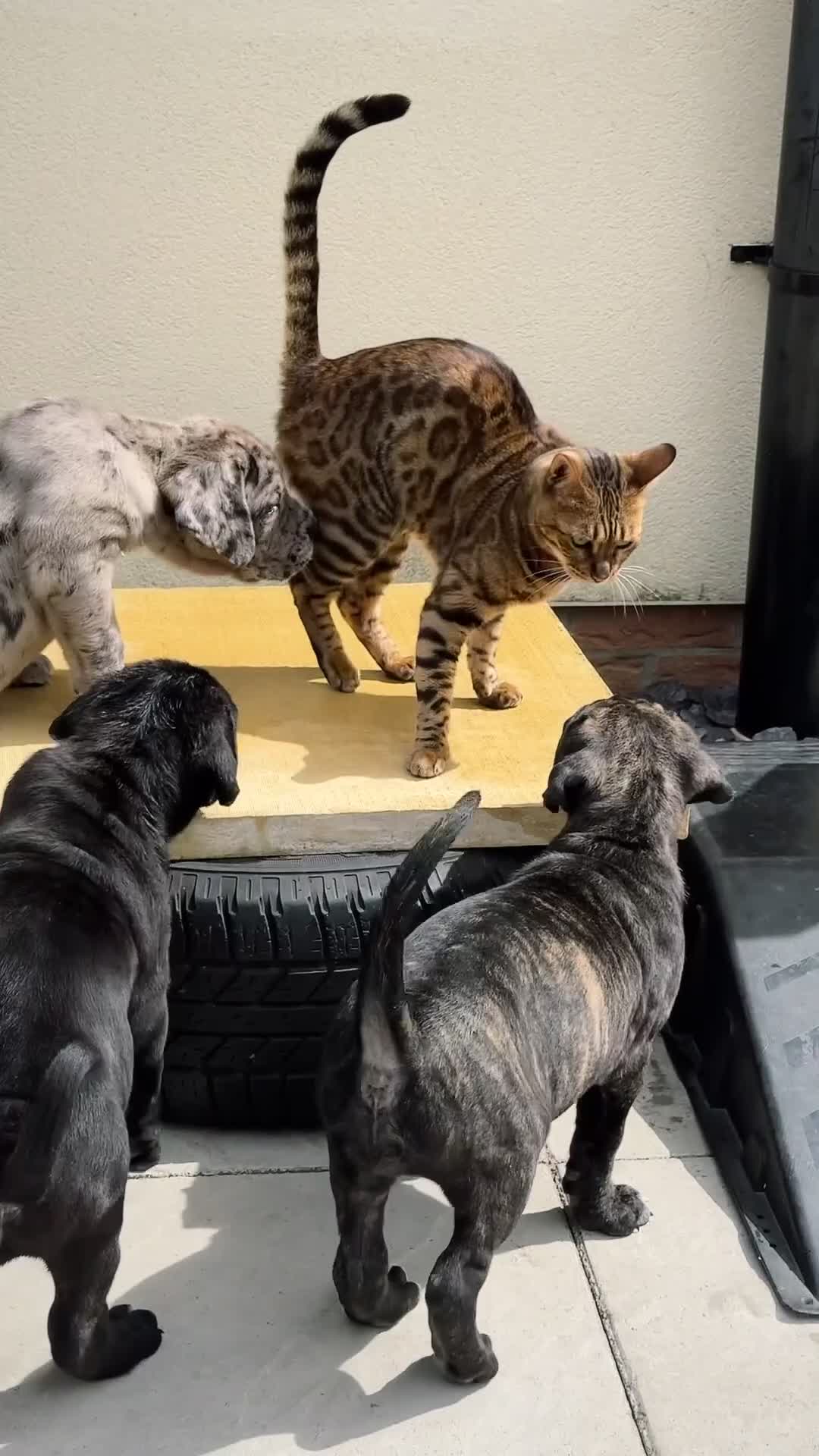 Mixed Breed dogs for sale: Last Four Mastiff pups available  - Video 1