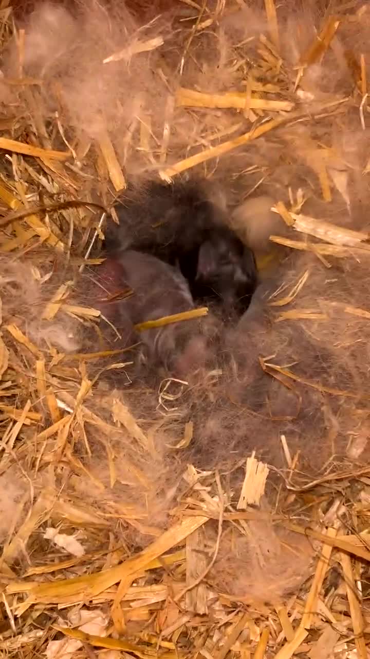 Mini Lop rabbits for sale: Mini Lops  - Video 1