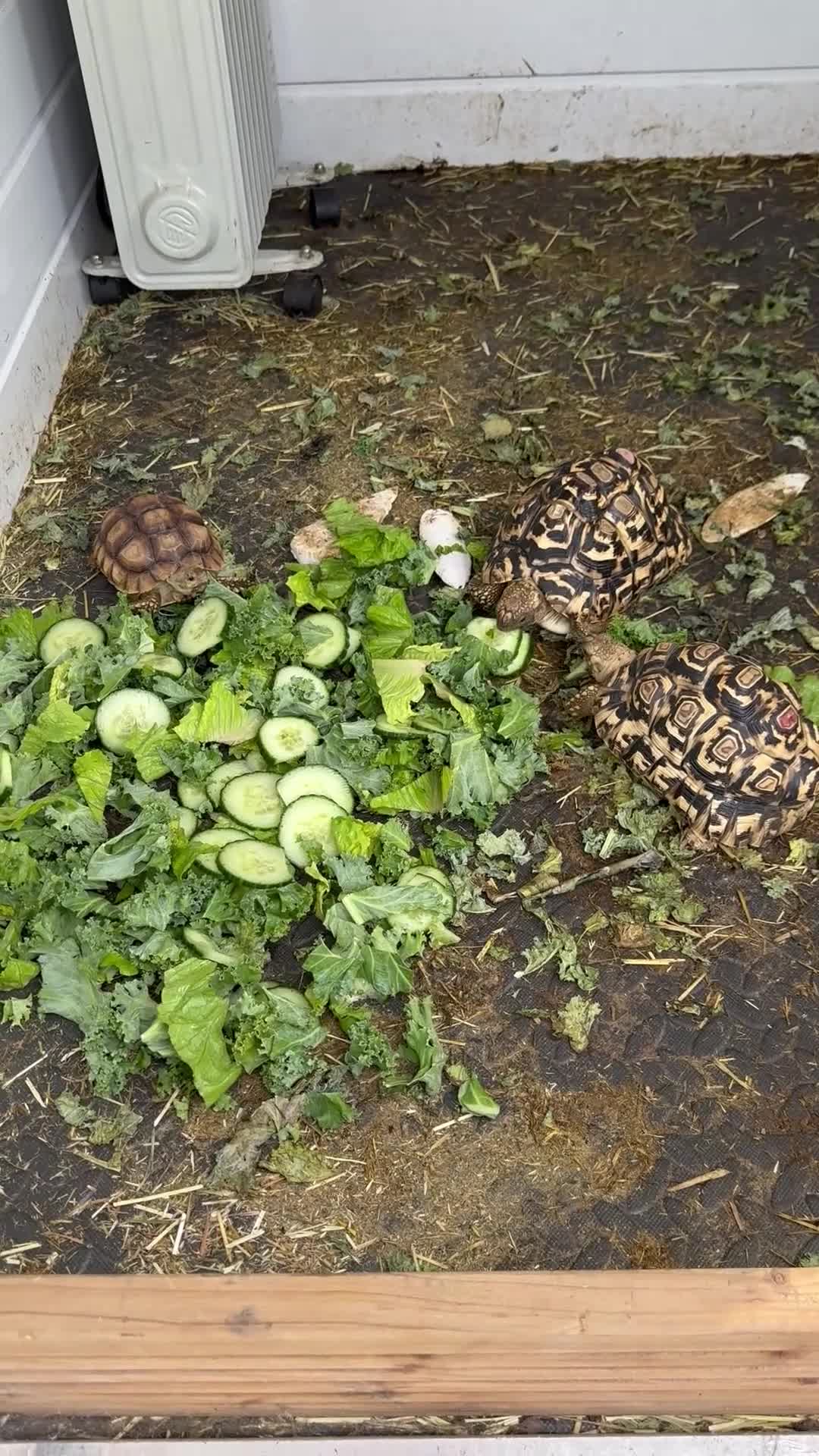 Tortoise reptiles for sale: Leopard tortoises x2 ,Sulcata x1 in Halesowen - Video 2
