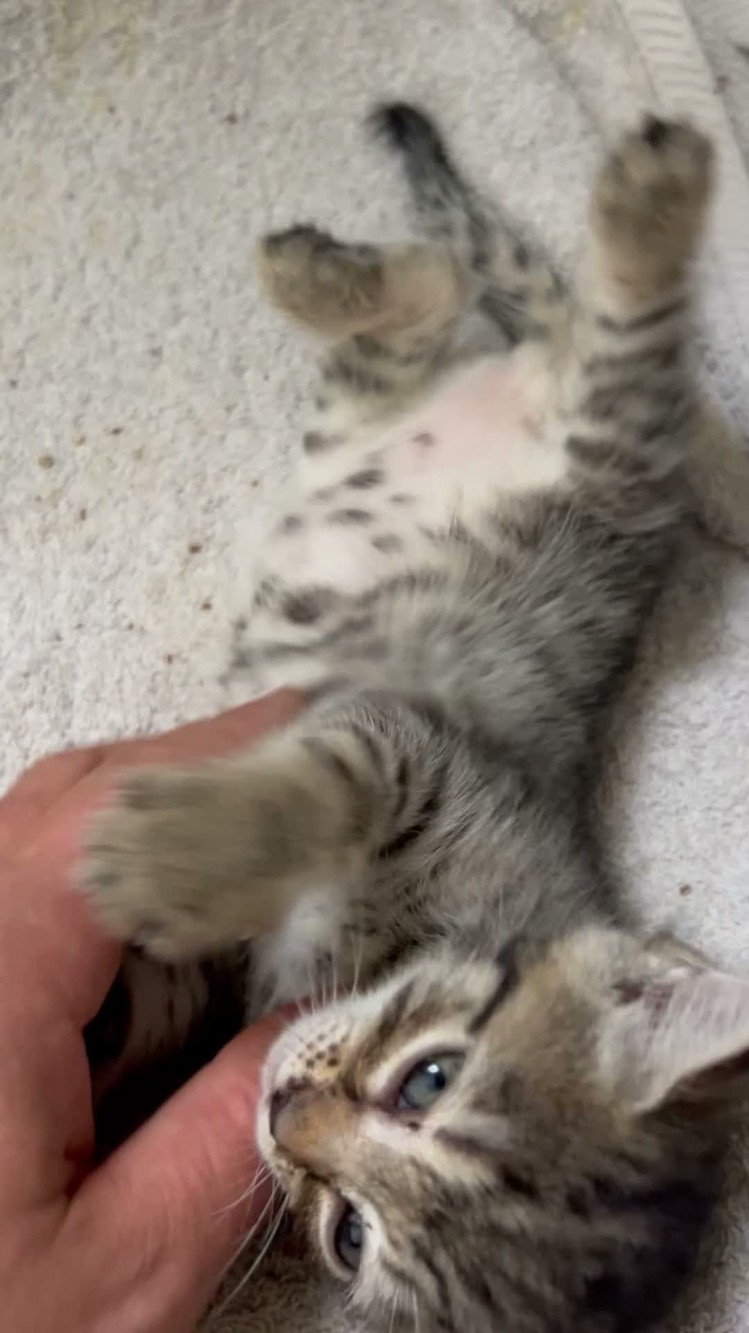 Mixed Breed cats for sale: Mixed Breed Tabby Shorthair Kittens in Sheffield - Video 1
