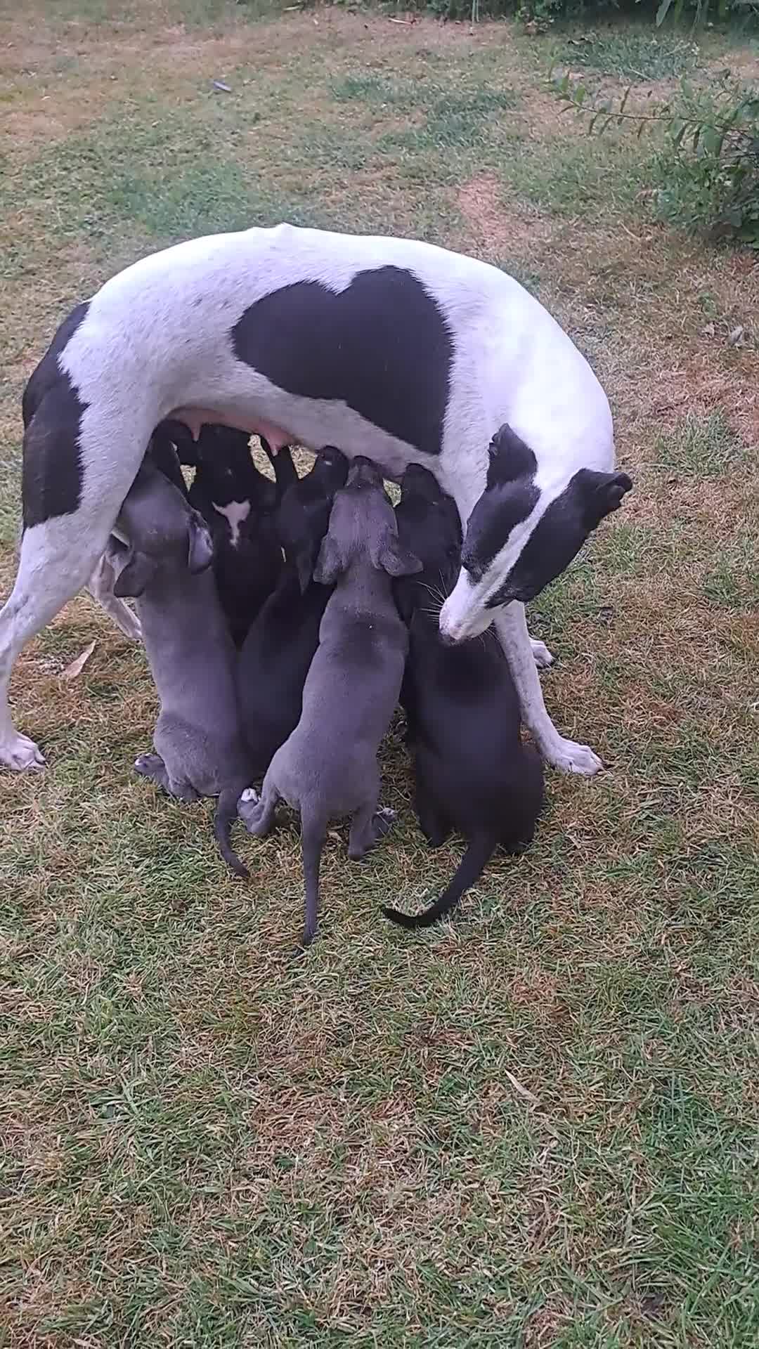 Whippet dogs for sale: Rimrock Whippets - Video 2