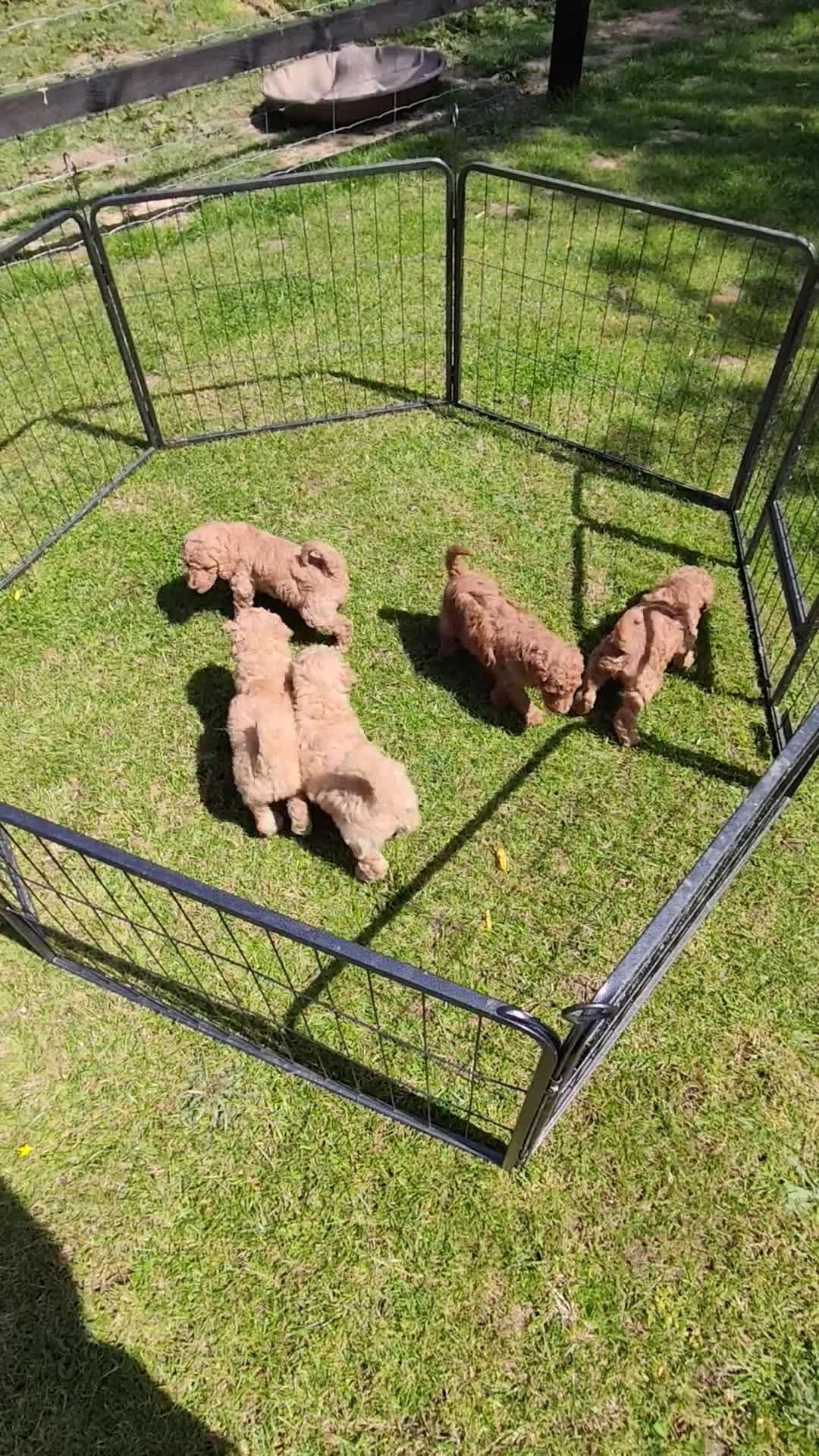 Standard Poodle dogs for sale: Red Standard Poodle puppies - Video 1