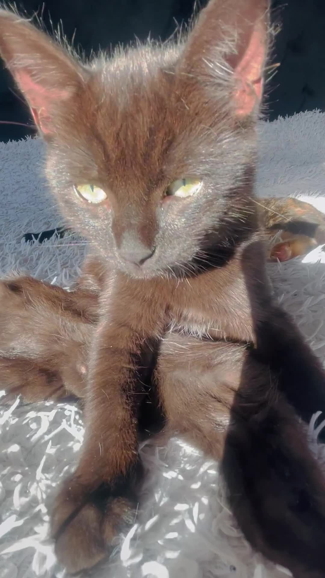 Ragdoll cats for sale: He is half ragboll 3 months old  - Video 1