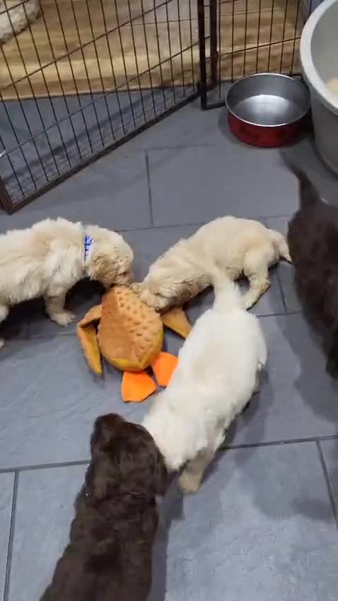 Labradoodle dogs for sale: Large standard labradoodles - Video 3
