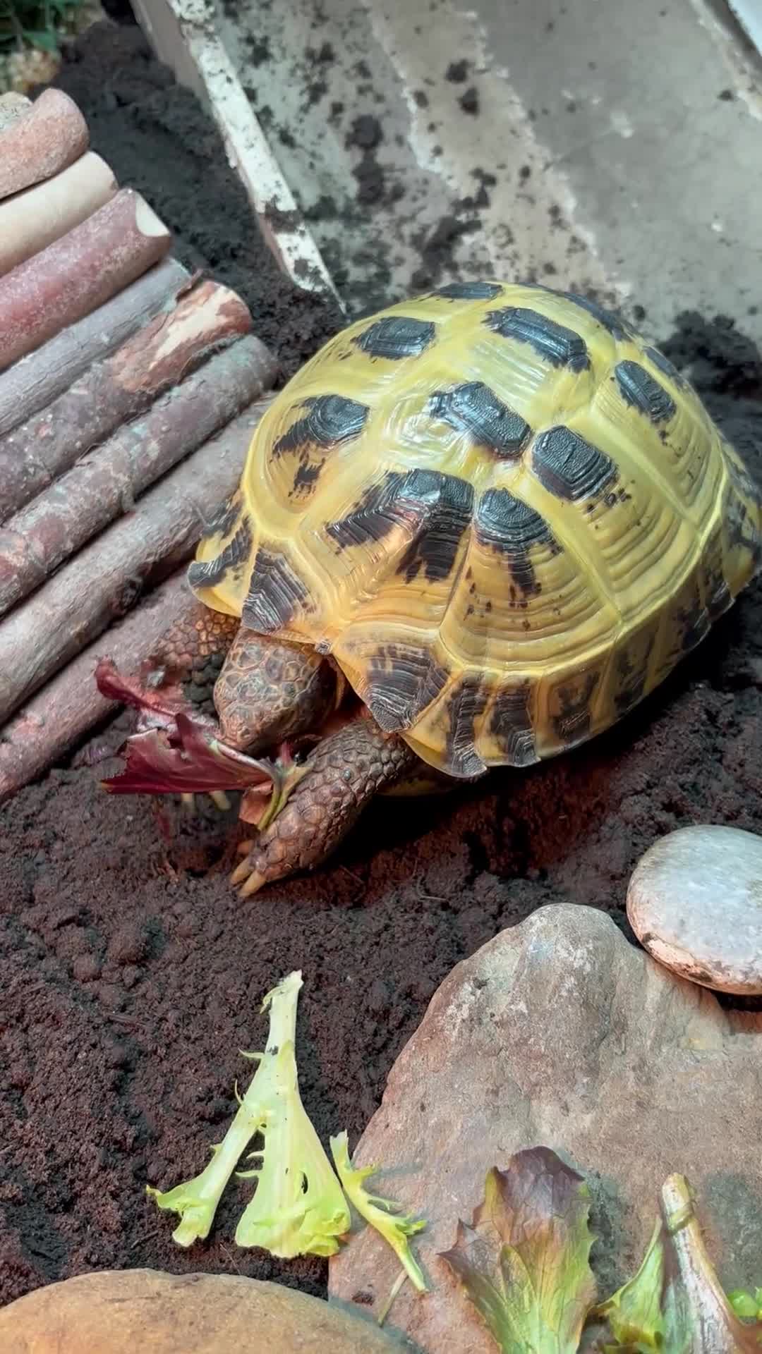 Tortoise reptiles for sale: Horsefield Tortoise  in Malmesbury - Video 1