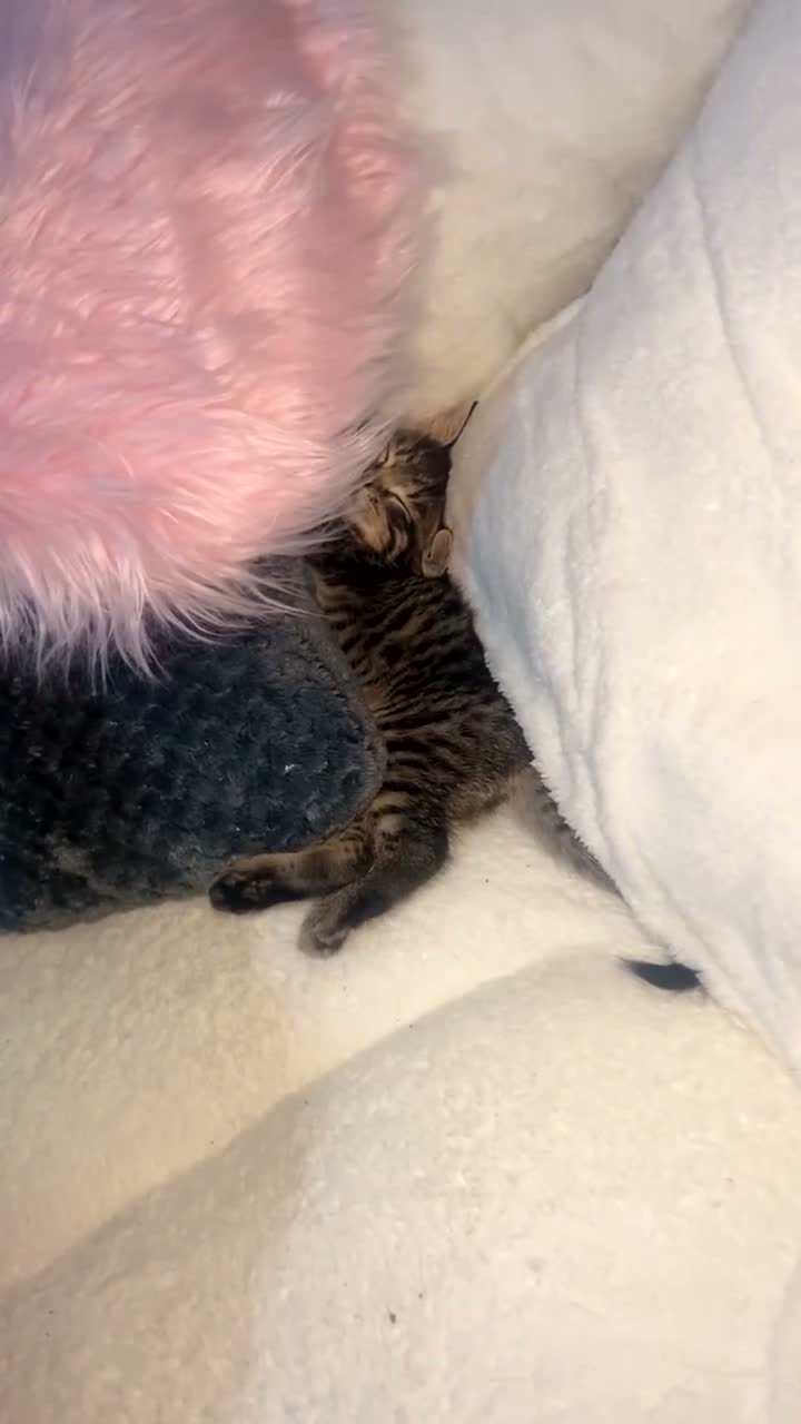 Mixed Breed cats for sale: 5 female kittens - Video 2