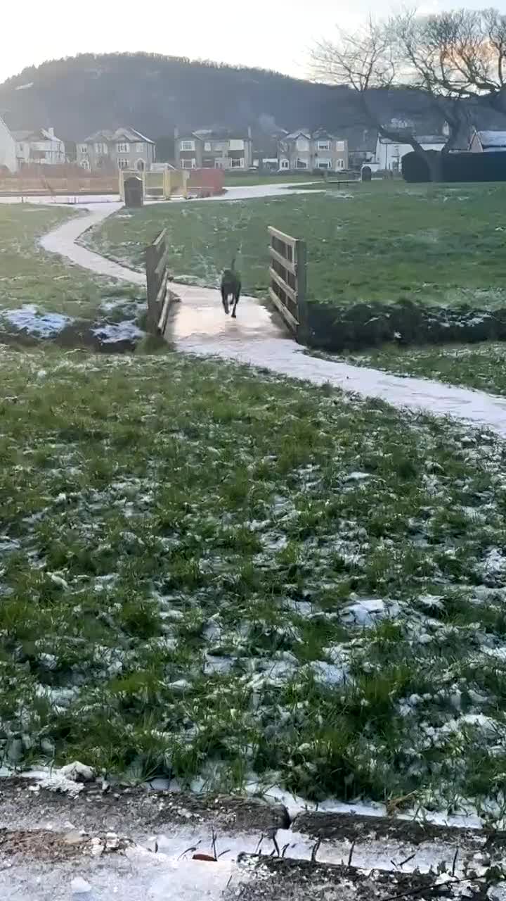 Cane Corso dogs for sale: Cane Corso Female - Video 2