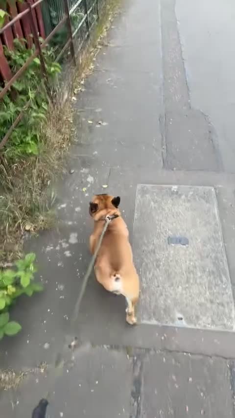 French Bulldog dogs for stud: Mani standard red silver fbce RFG 1  in Edinburgh - Video 1