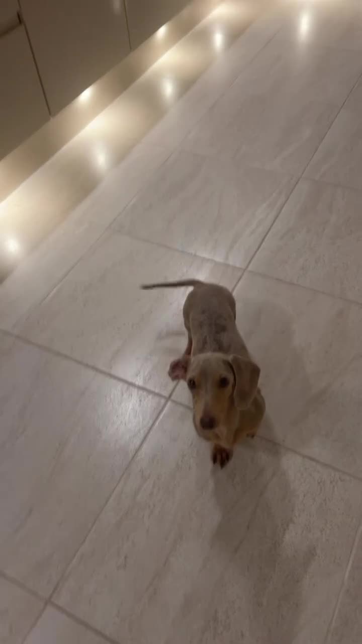 Miniature Dachshund dogs for sale: 4 year old female rescue miniature Dacshund  - Video 2
