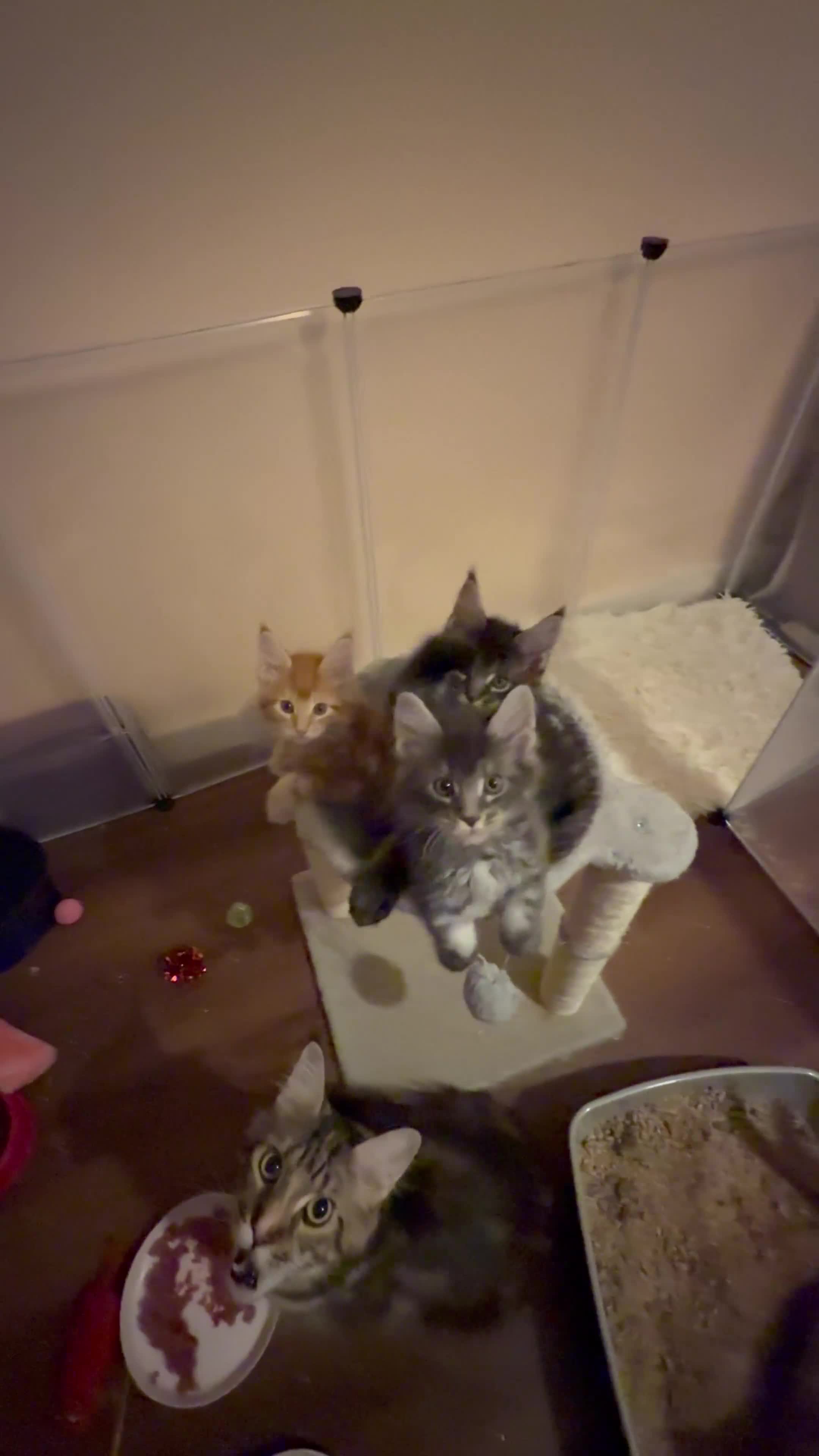 Maine Coon cats for sale: Fully registered Maine Coon kittens  - Video 2