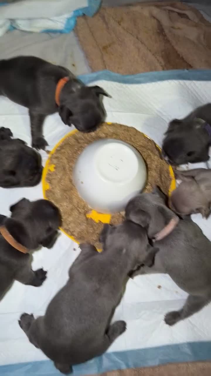 French Bulldog dogs for sale: Gorgeous Lilac, Pink Isabella, & Blue Frenchies - Video 4