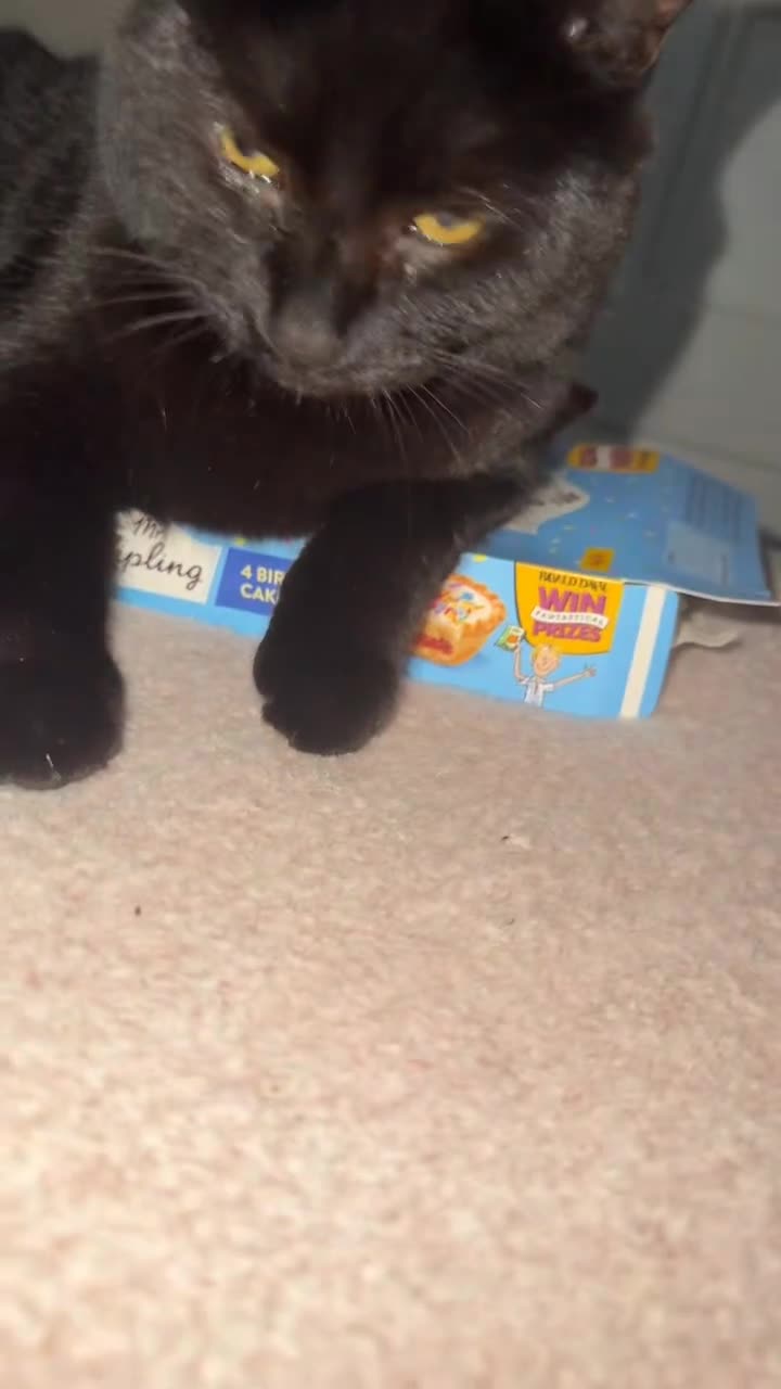 Mixed Breed cats for sale: Luna  - Video 4