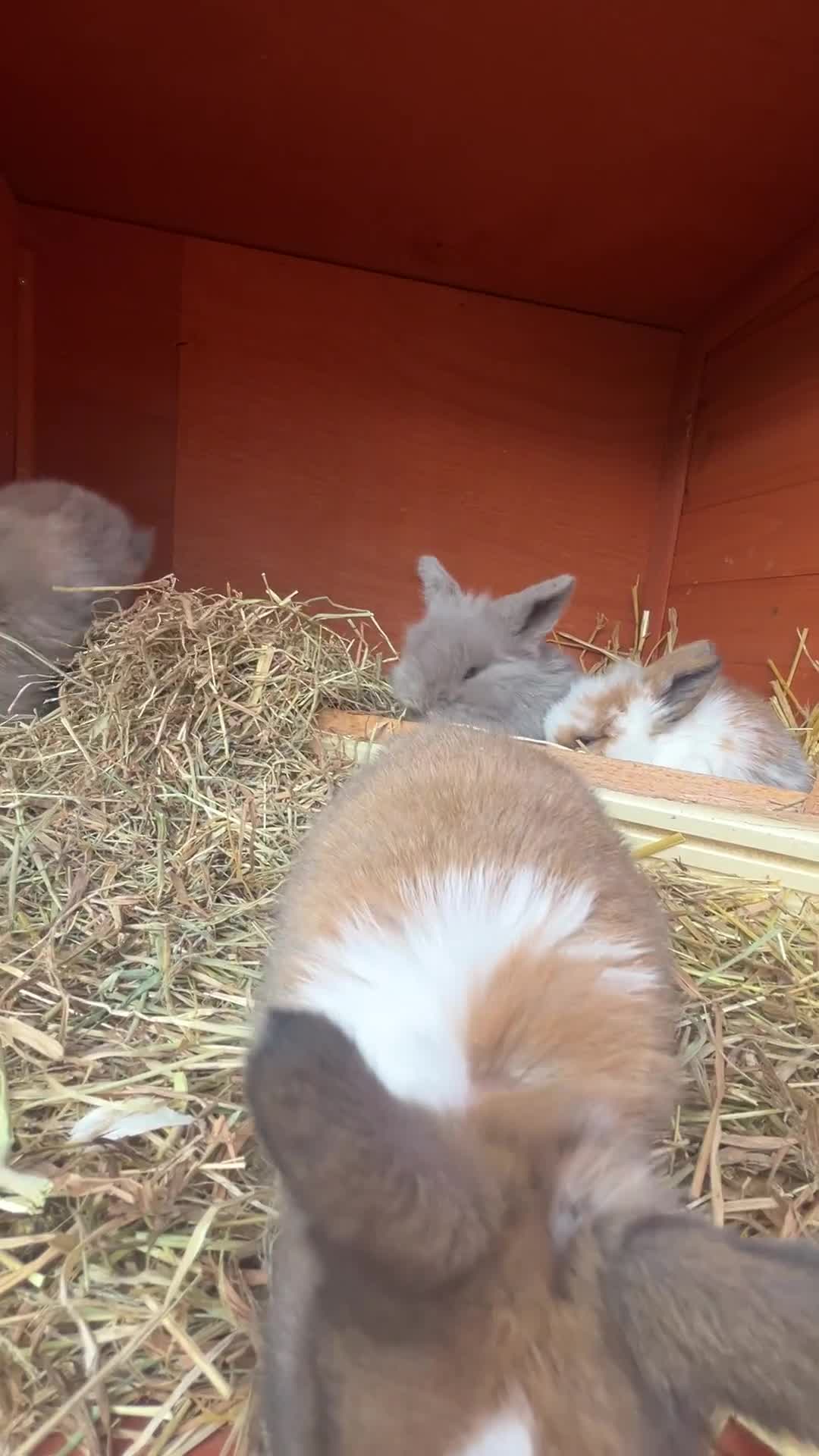 Mini Lion Lop rabbits for sale: 4 Lion Lop Kits for sale - Ready 4th November  - Video 1