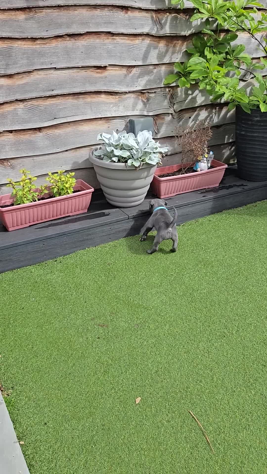 Staffordshire Bull Terrier dogs for sale: 10wk old Staffordshire Bull Terrier Puppy  - Video 4