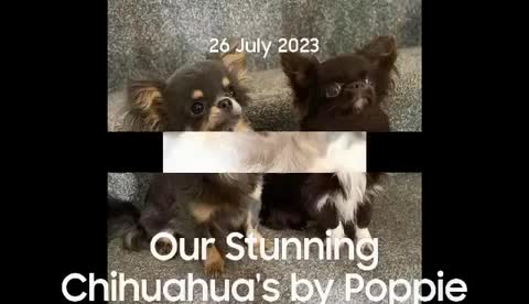Chihuahua dogs for stud: Stunning chihuahua  stud boy in Doncaster - Video 1