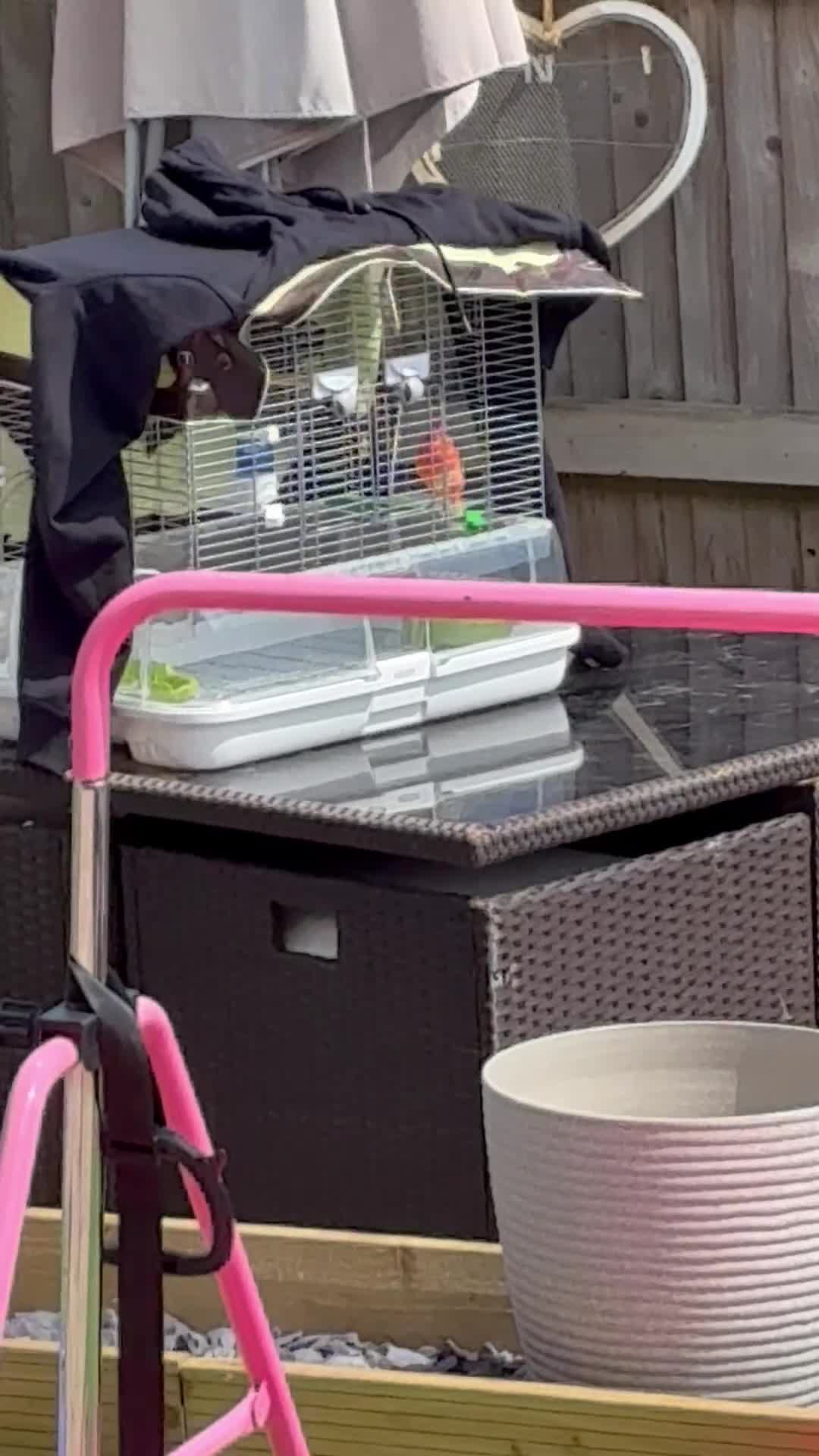 Canaries birds for sale: Canary  - Video 1